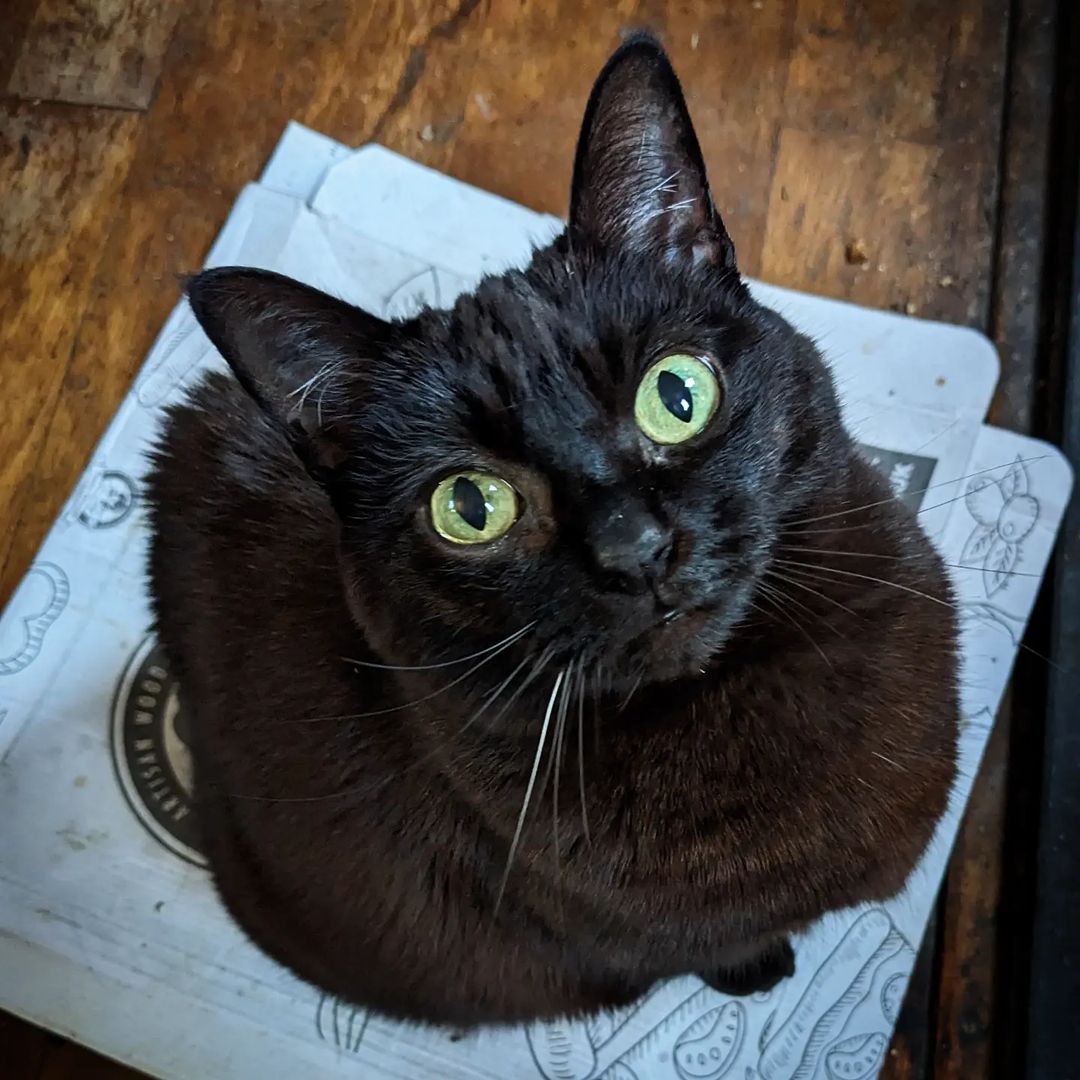 ATK and her True Pizza Box Love - enamel pin