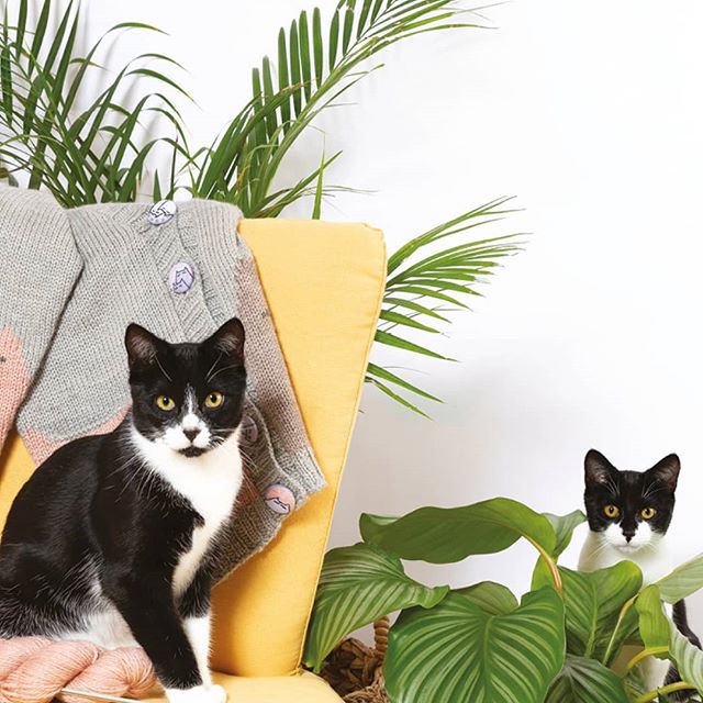 Cat Knits: the book